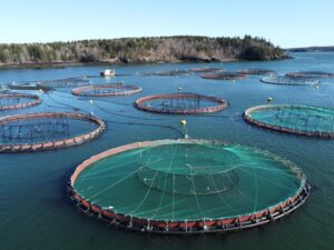 The Pros and Cons of Aquaculture