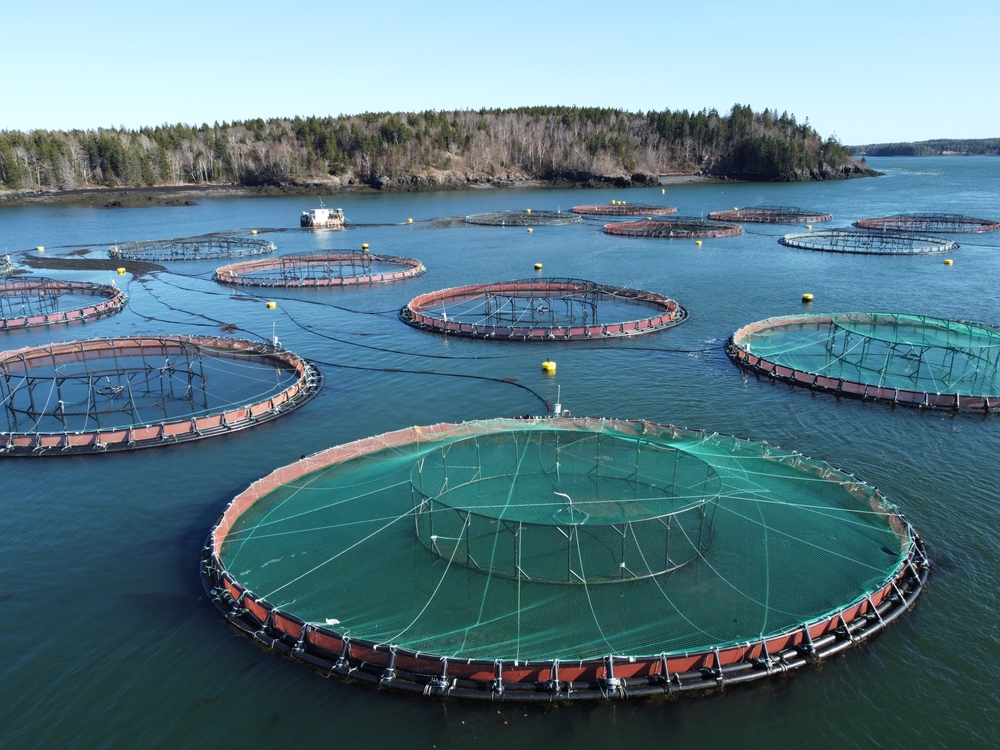 smart green tips, green tips, The Pros and Cons of Aquaculture,, Environmental Awareness