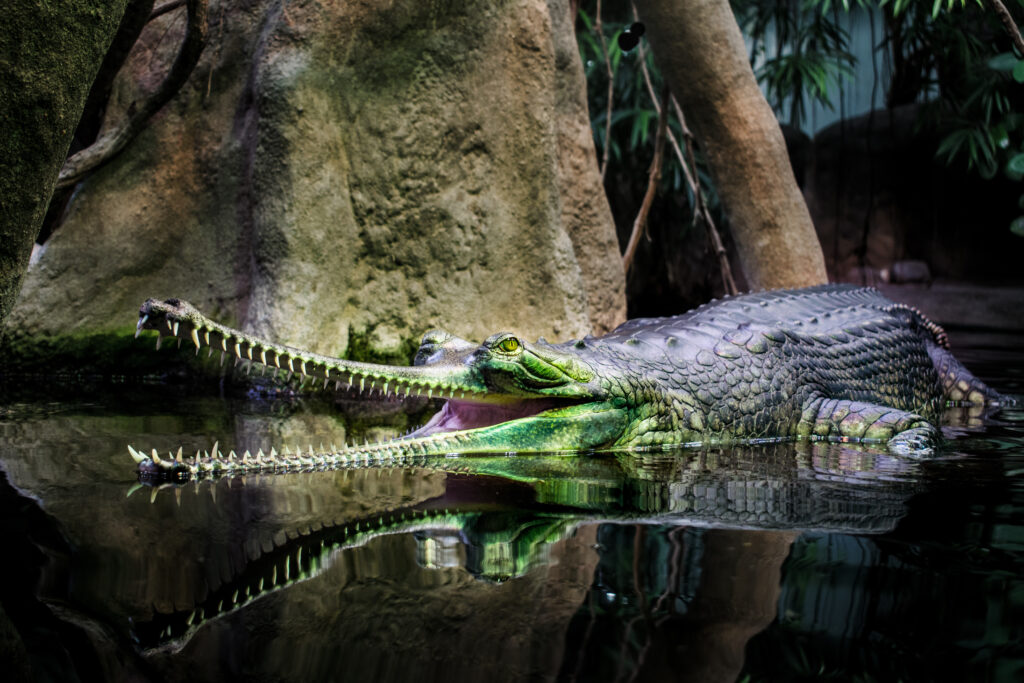 Gharial endangered species