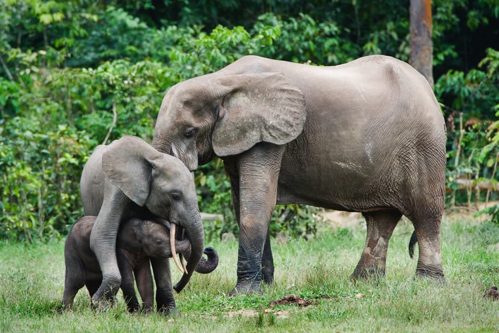 african forest elephants endangered species