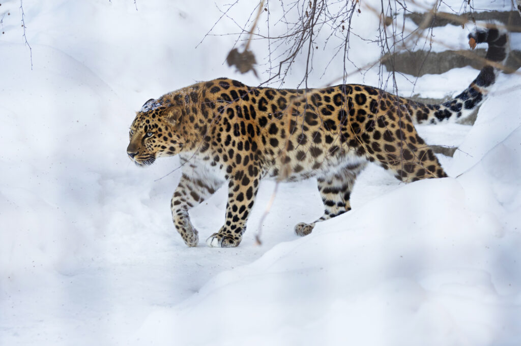 amur leopard endangered species