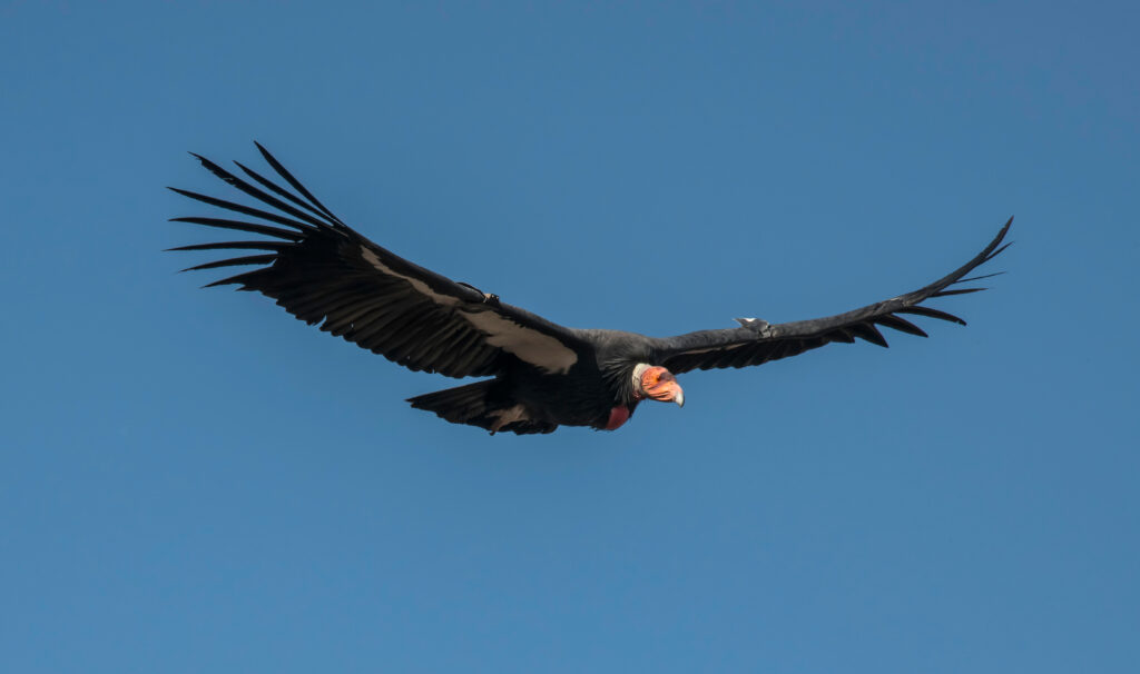 california condor endangered species