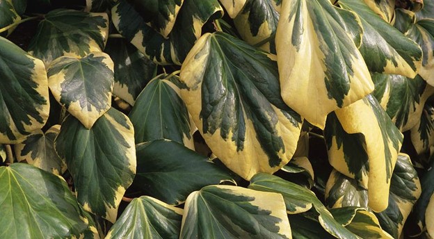 persian ivy 