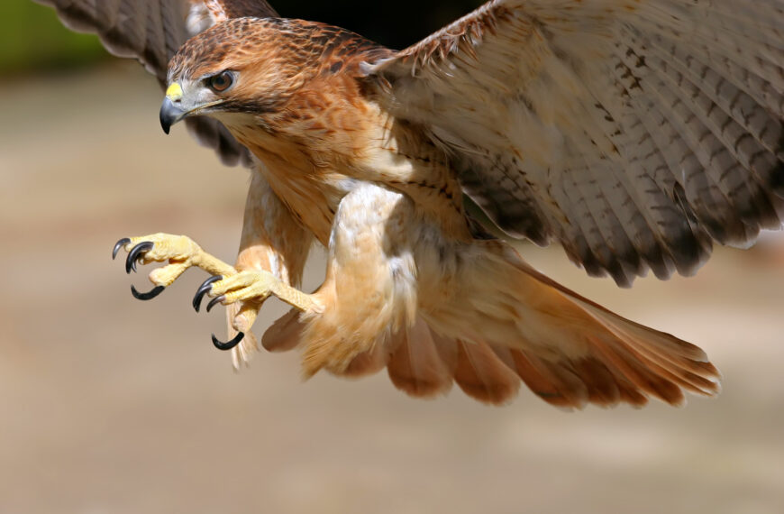 common types of hawks