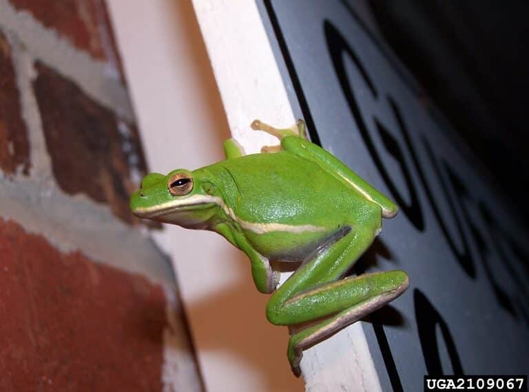 green tree frog hyla cinerea